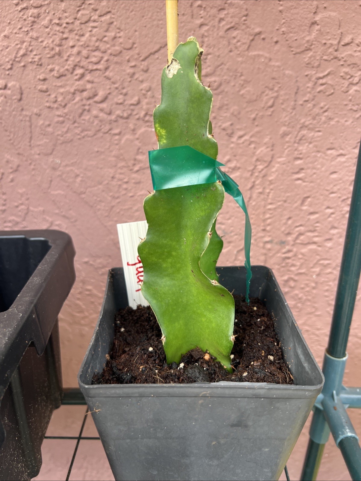 Dragon Fruit Plant (Hylocereus Guatemalensis) 7"