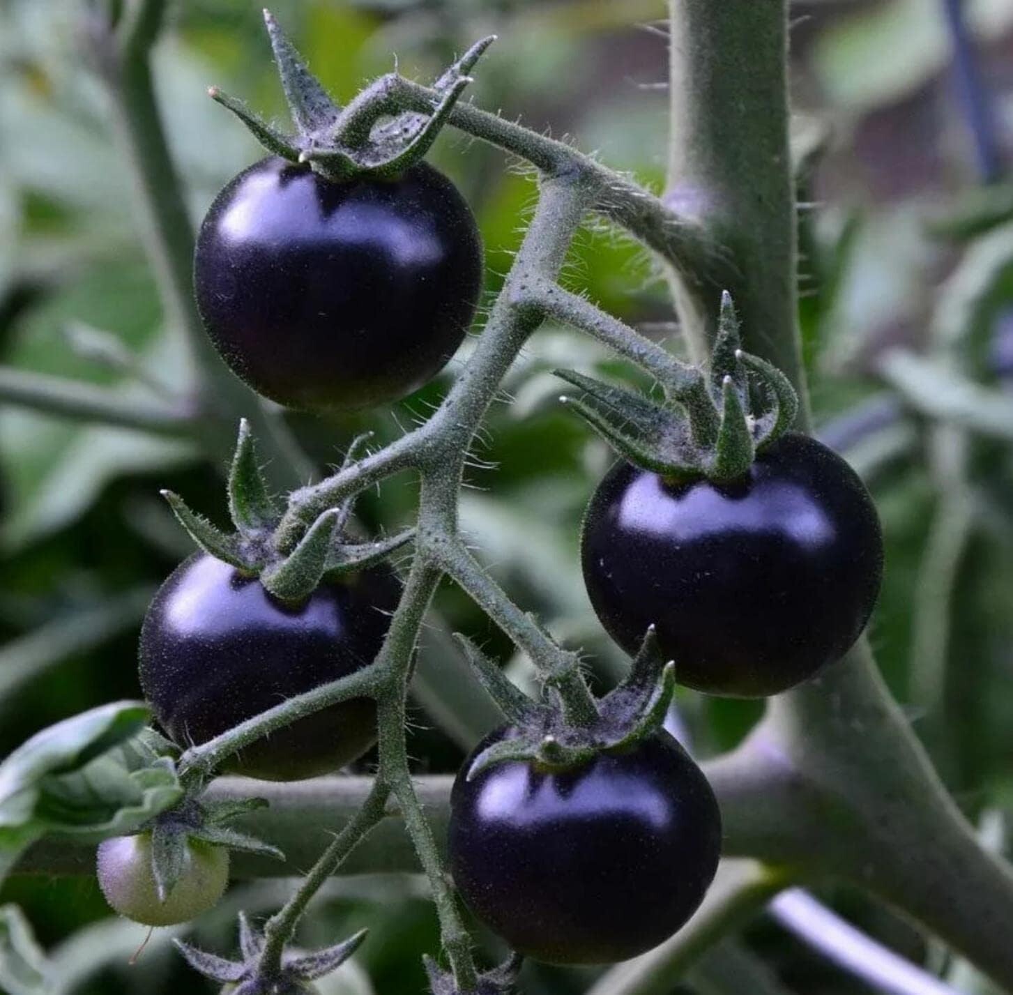 European Black Cherry Tomato Seeds (RARE & Sweet) - 10g