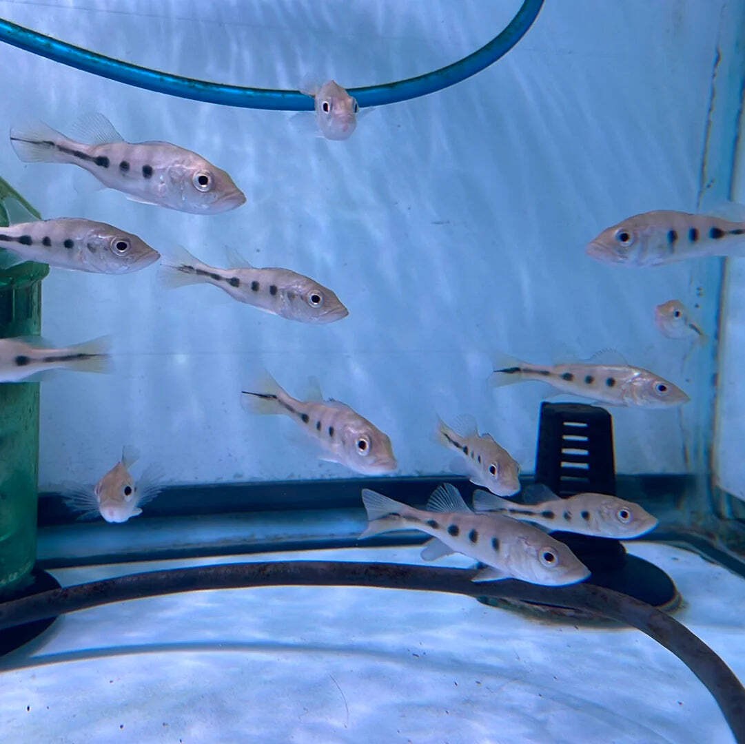 Peacock Bass Ocellaris Live Fish Tank Specimen