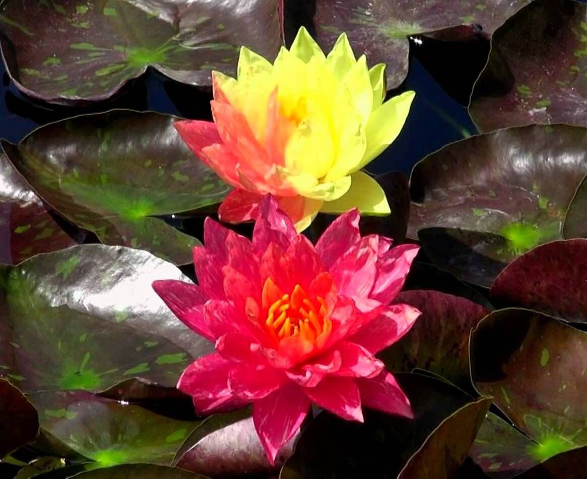 Wanvisa Cold Hardy Water Lily With Bog Plant