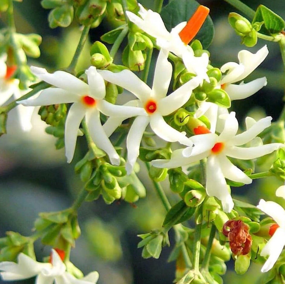 Night-Flowering Coral Jasmine Seeds - Nyctanthes arbor-trist...
