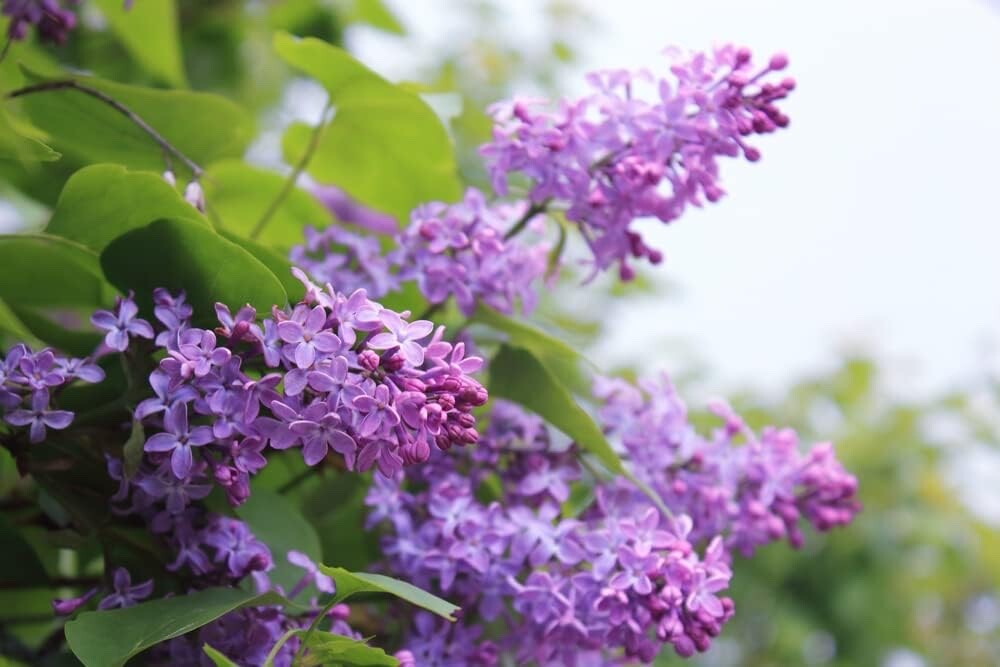 Purple Lilac Seedlings for Planting - Common Lilac, Fragrant...