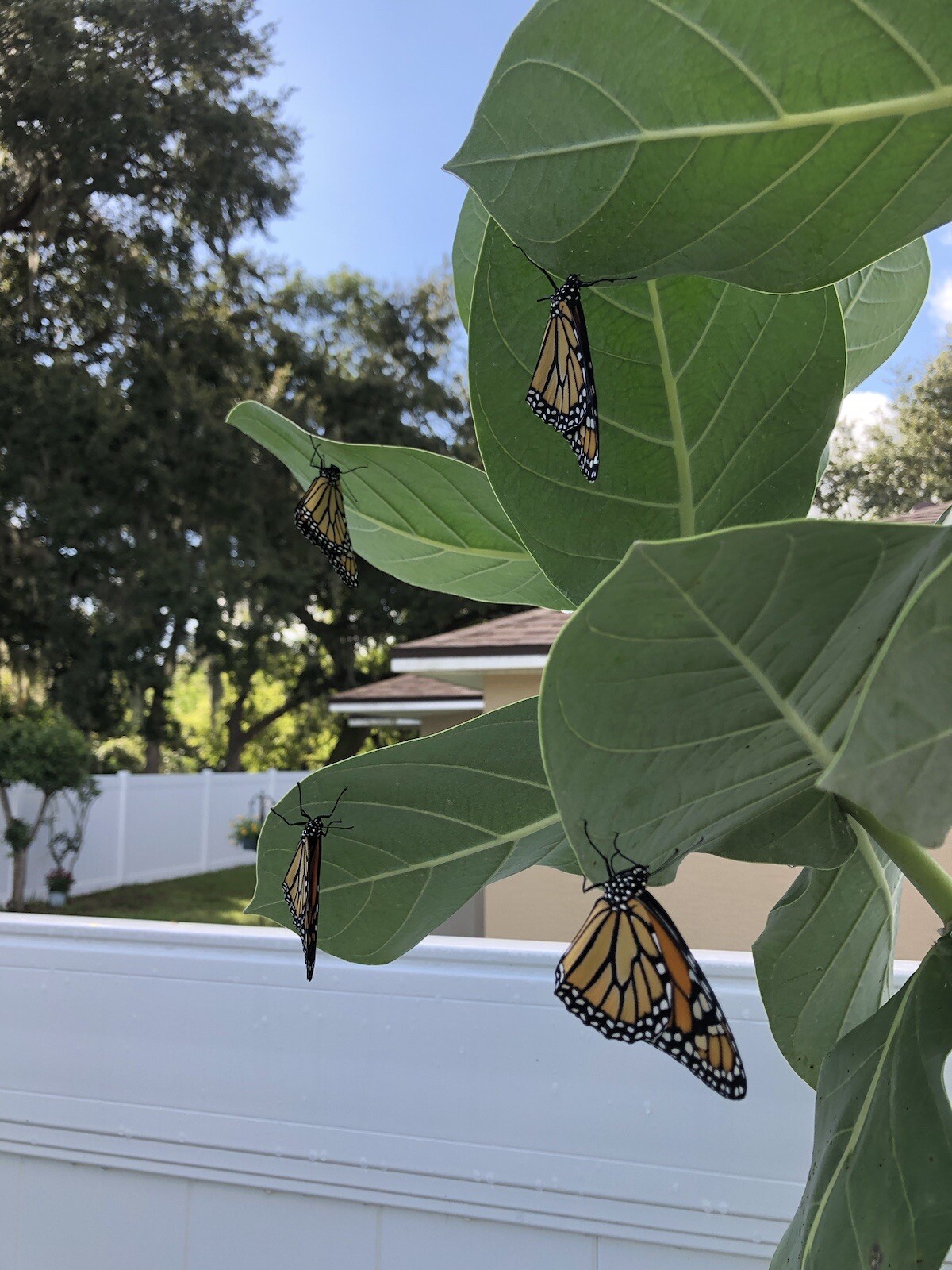 Crown Flower Giant Purple Milkweed — 100 Calotropis Procera...