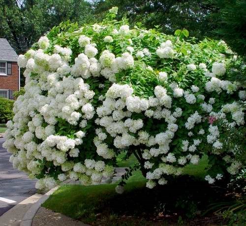Hydrangea Paniculata Hydrangea Seeds