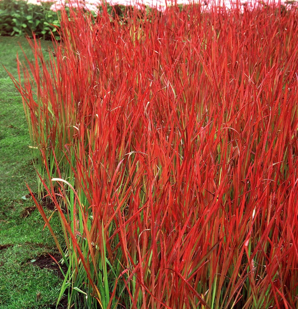 Imperata cylindrica Red Baron Blood Grass