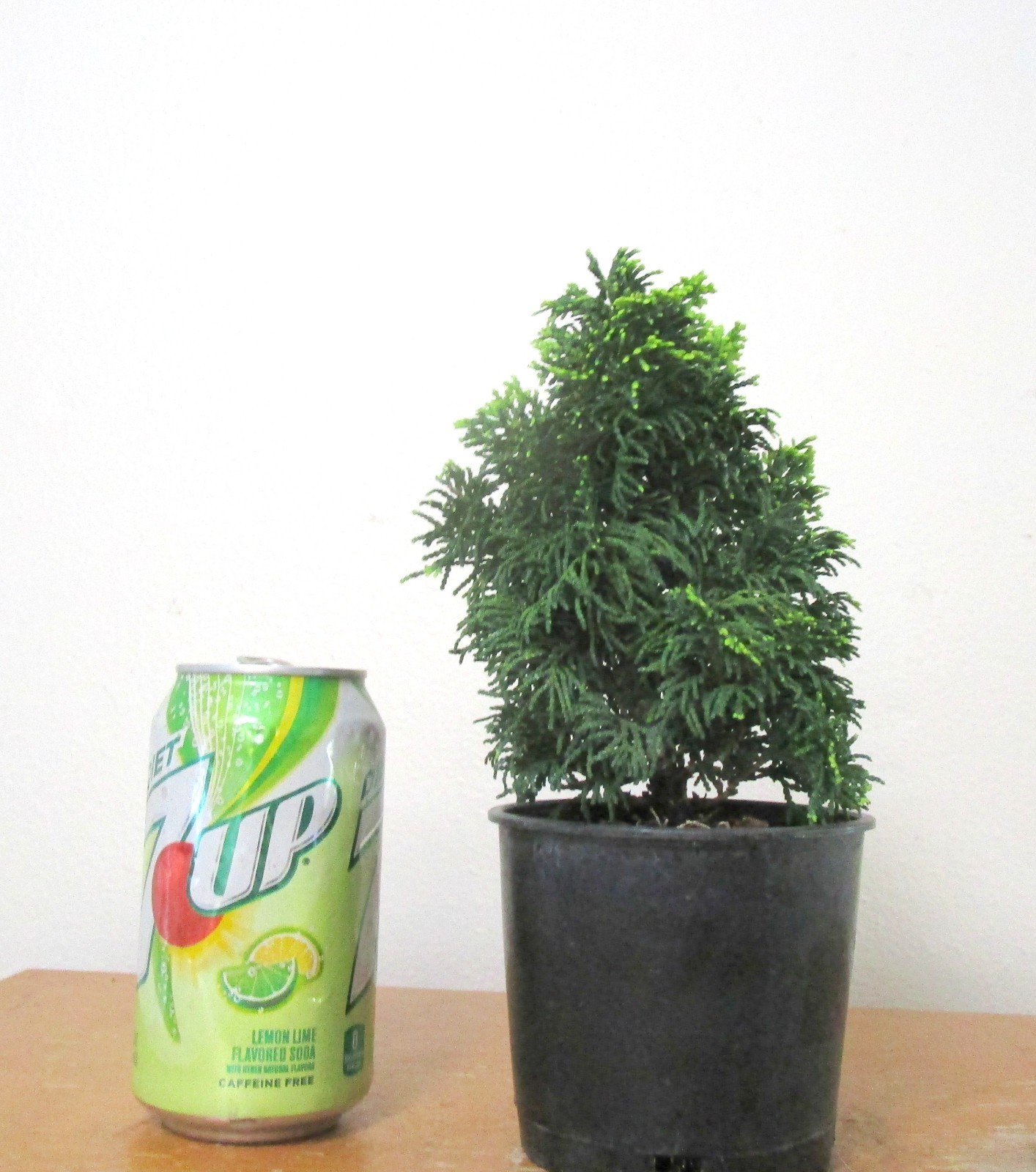 Fat Dwarf Hinoki Cypress for Mame Shohin Bonsai Tree