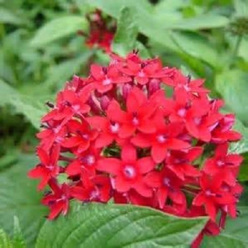 Red Flowering Penta Starter Plant
