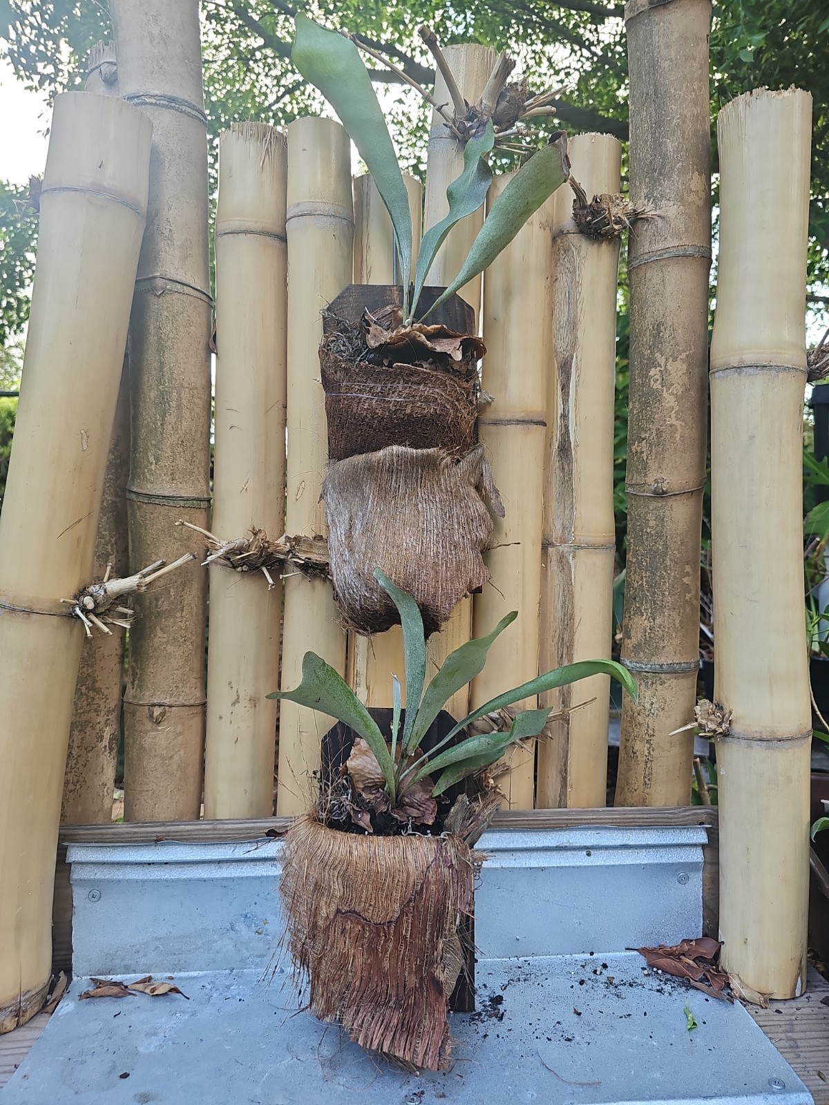 Staghorn Fern Platycerium Bifurcatum Mounted on Wood