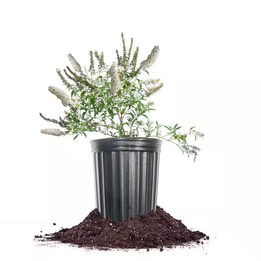 Profusion Butterfly Bush, 1 Gal. White, in Grower's Pot