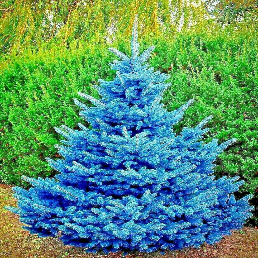 Colorado Blue Spruce Tree Seeds (Picea Pungens) "Glauca" Col...