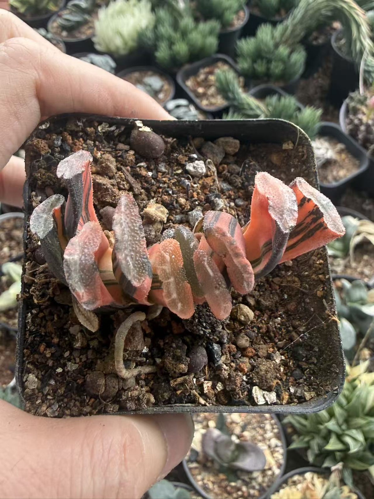 Haworthia Truncata Variegated Succulent Plant