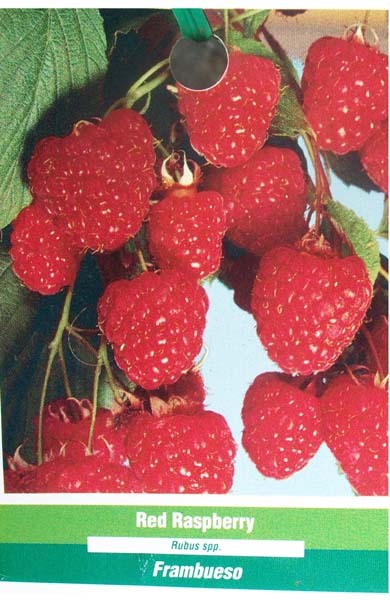 Red Raspberry 1 Gal Live Plant