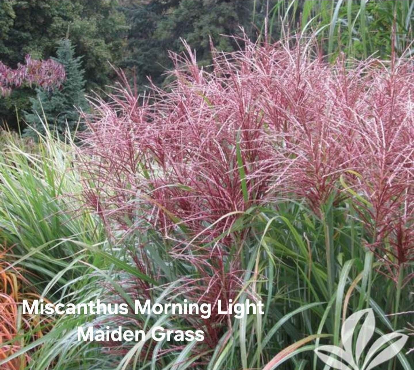 Morning Light Miscanthus Ornamental Grass Perennial, 1 Gallo...