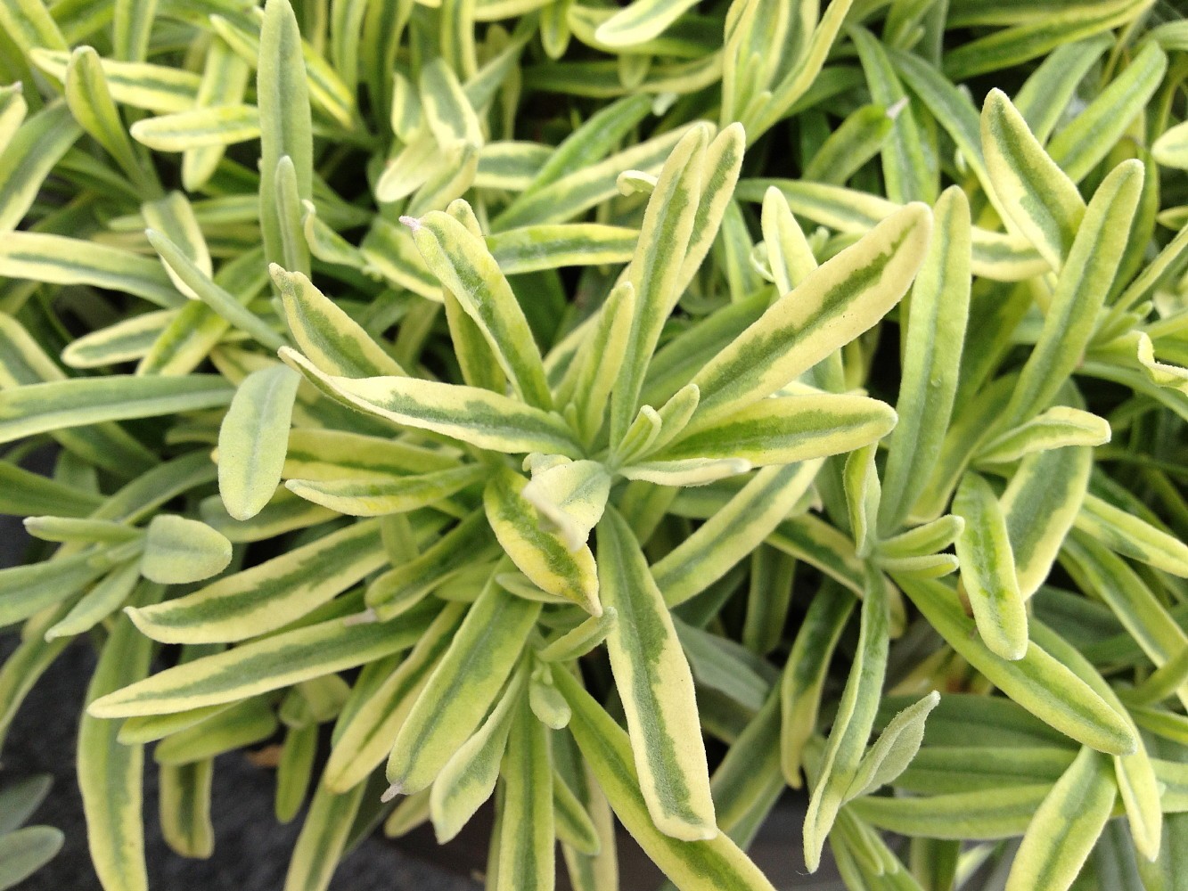 Platinum Blonde Lavender Herb Plant - Quart Pot Perennial