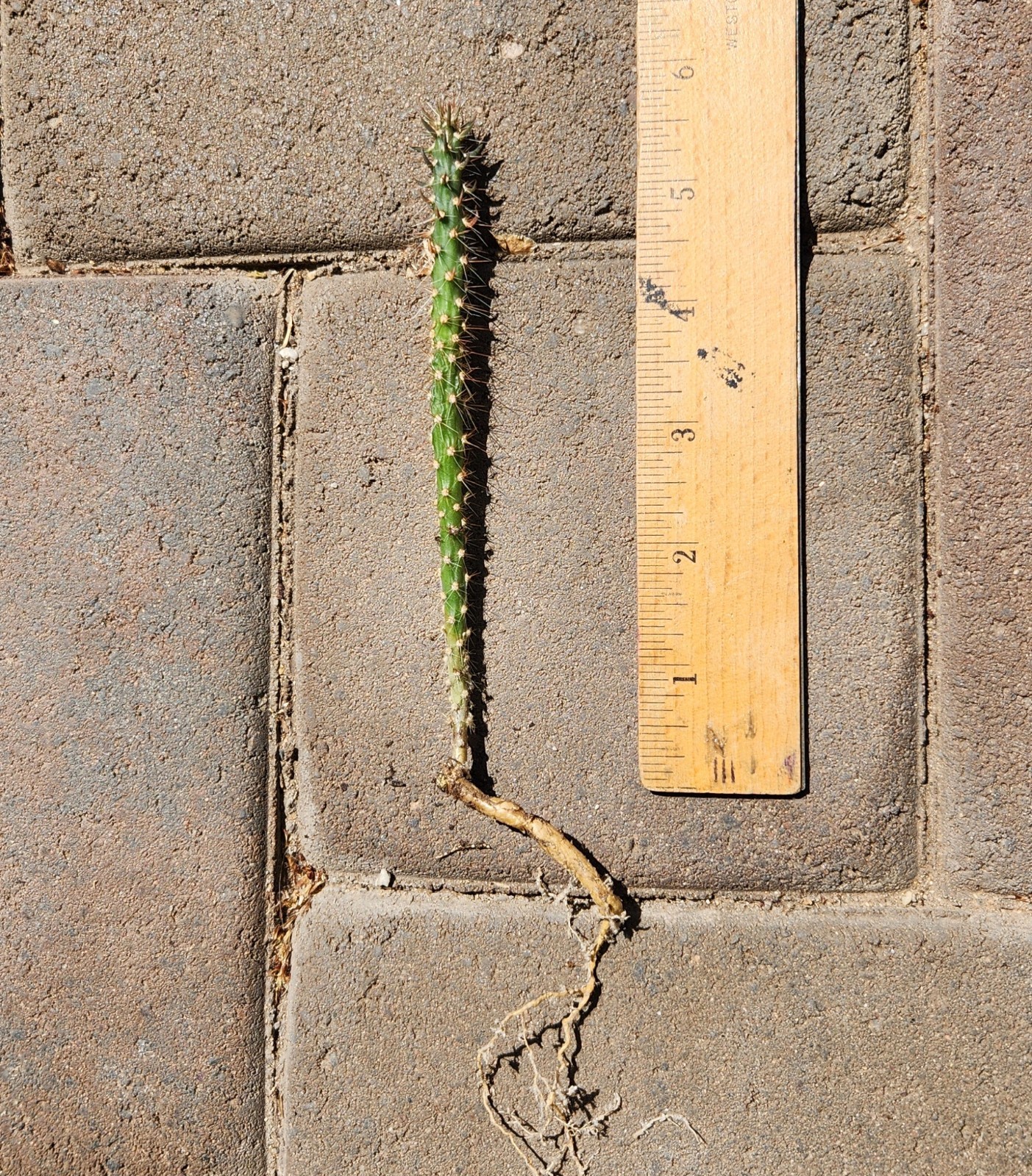 Cylindropuntia Versicolor Staghorn Cholla Live Rooted Cactus...