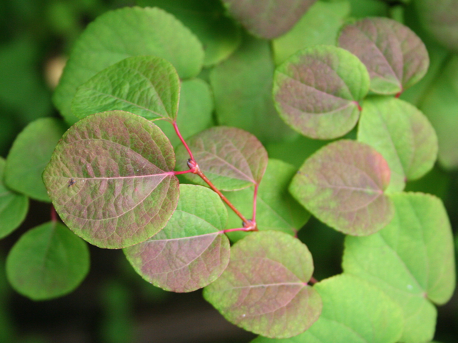 Katsura Tree Seeds - Cercidiphyllum Japonicum (Japanese Kats...