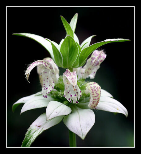 Beebalm Spotted White - Rare Perennial - 320 Seeds - GroCo