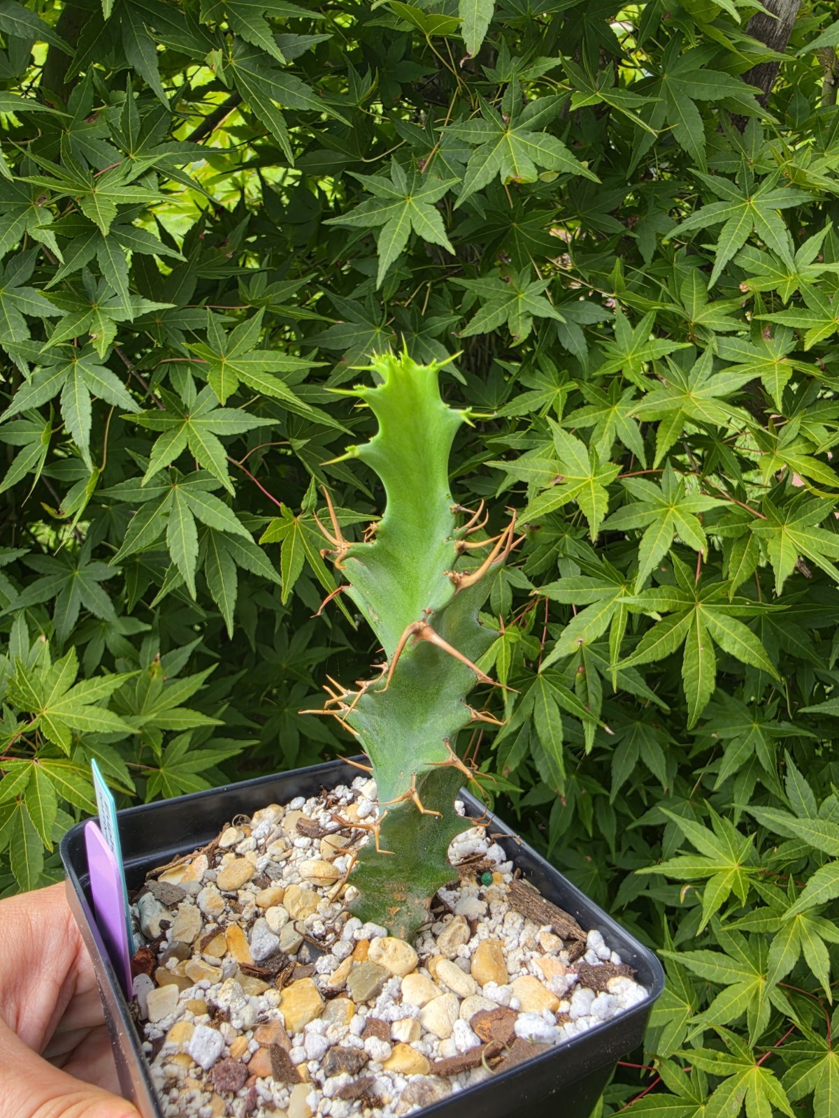 Euphorbia Tortirama Rare Succulent Live Plant