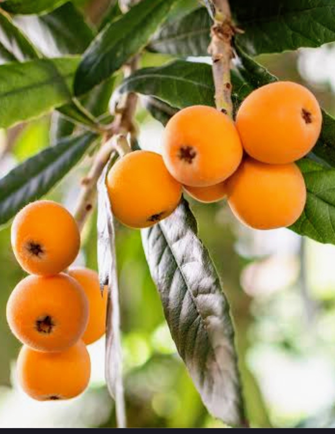 Japanese Loquat Tree Fruit