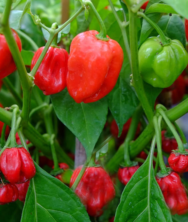 Red Habanero Pepper Plant (2 Plants) - Hot Chili, Zone 9-11,...