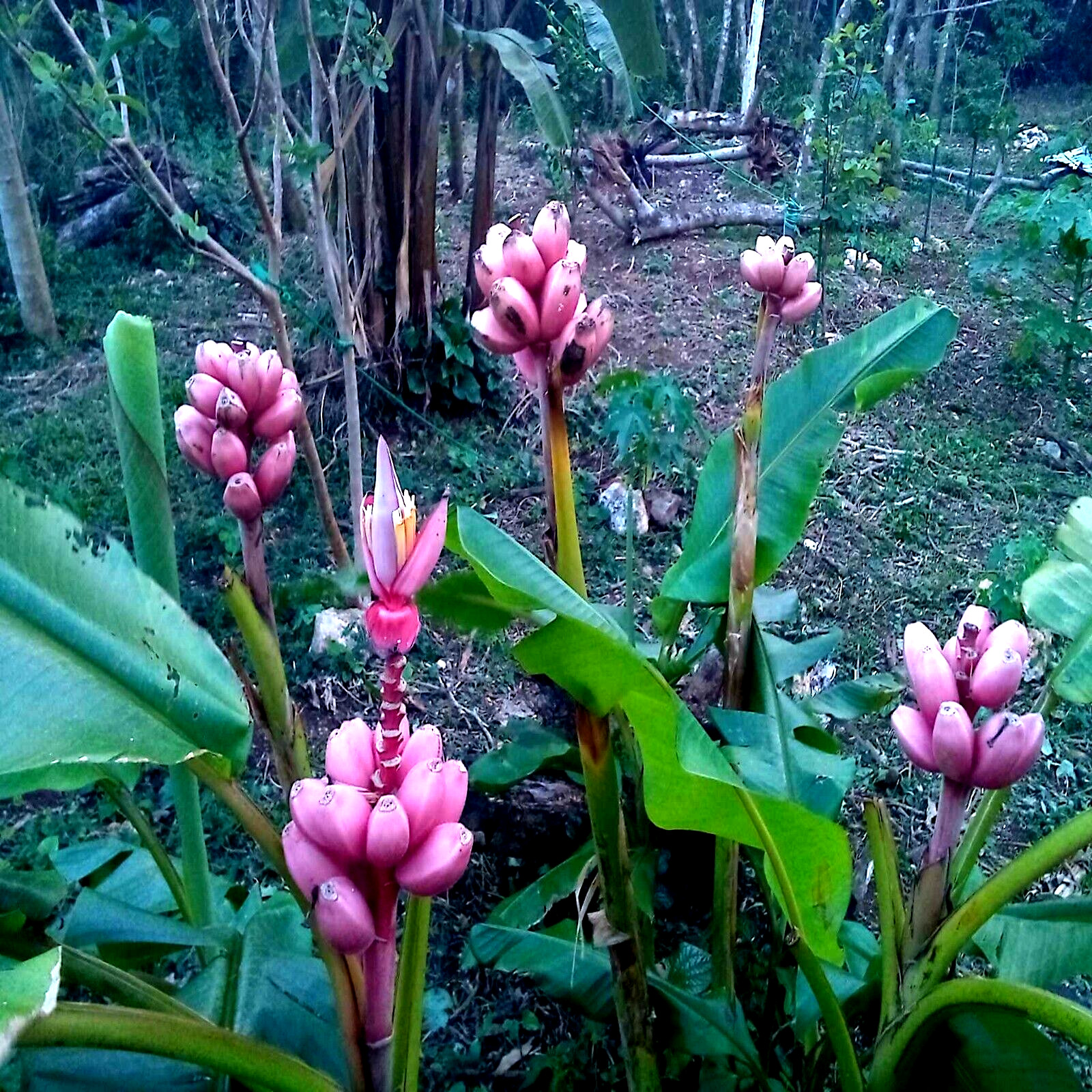Pink Dwarf Banana Tree Seeds (Musa velutina) - Hardy Zone 7b