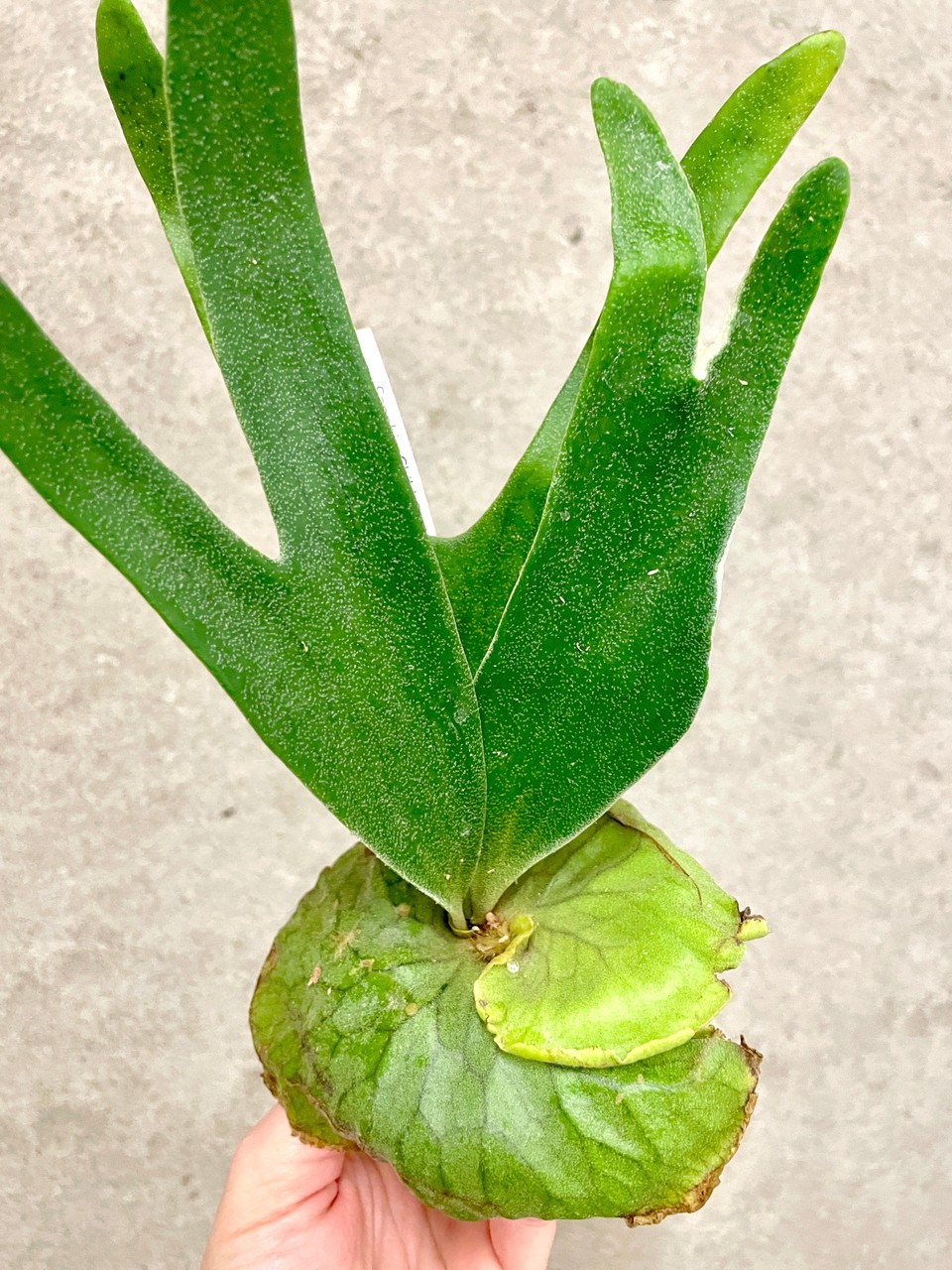 Petioldate Staghorn Fern (Platycerium madagascariense x alci...