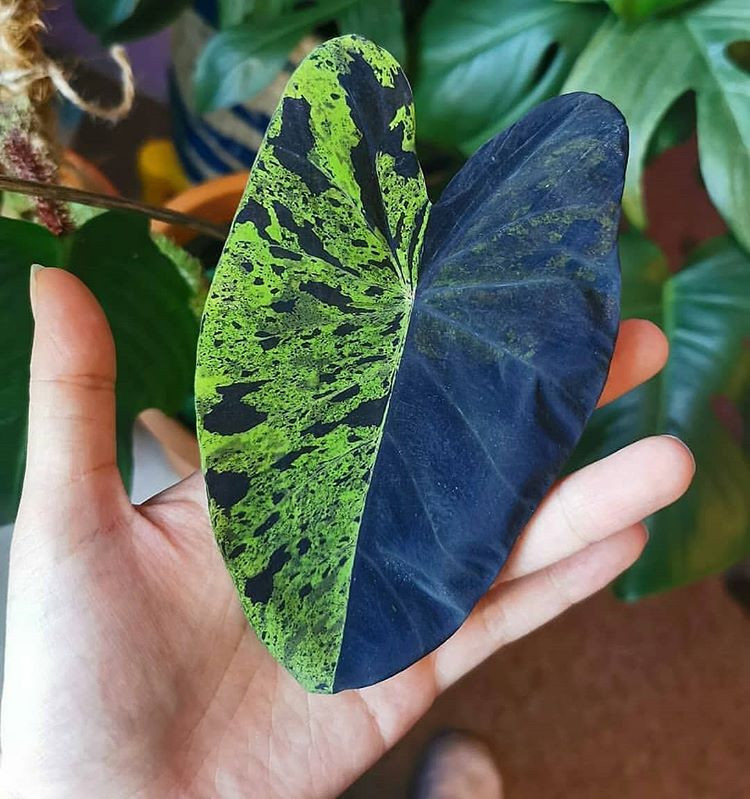 Colocasia Mojito Elephant, Ear Esculenta - Starter Live Plan...