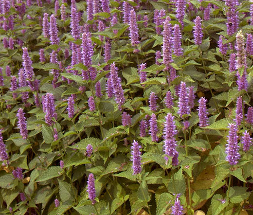 Hyssop Lavender Licorice Mint Agastache Foeniculum Bulk Seed...