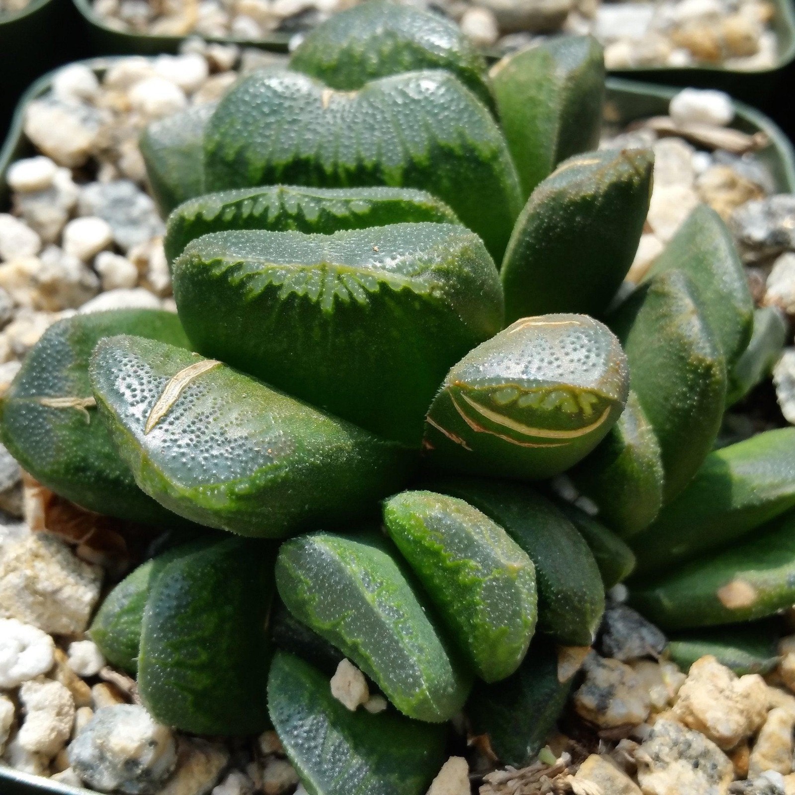 Haworthia Truncata Var. Maughanii Live Succulent Plant