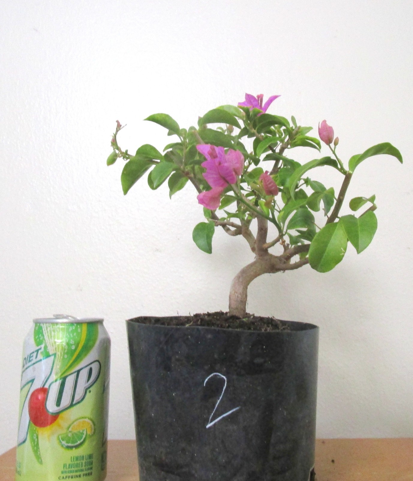 Dwarf Bougainvillea Mame Shohin Bonsai Tree Thick Trunk