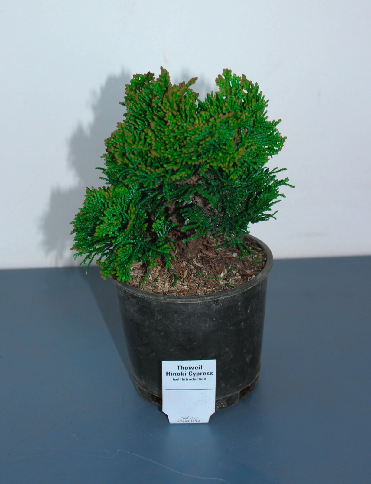 Thoweil Hinoki Cypress Pre-Bonsai Tree - 4 Inch