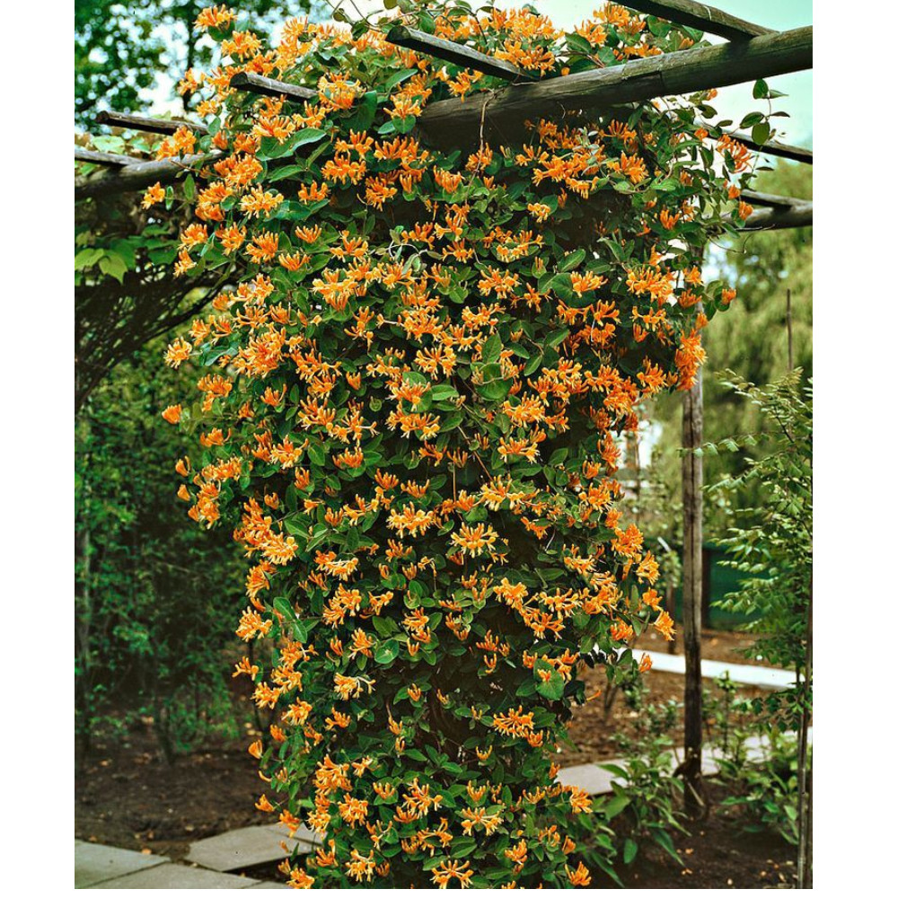 Mandarin Honeysuckle Vine - Perennial Flower