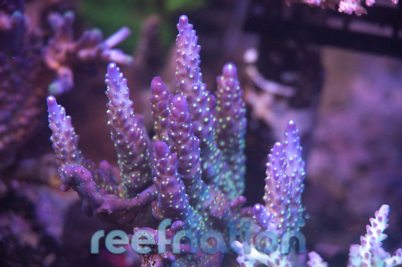 WWC Blueberry Fields Coral Frag SPS Polyps