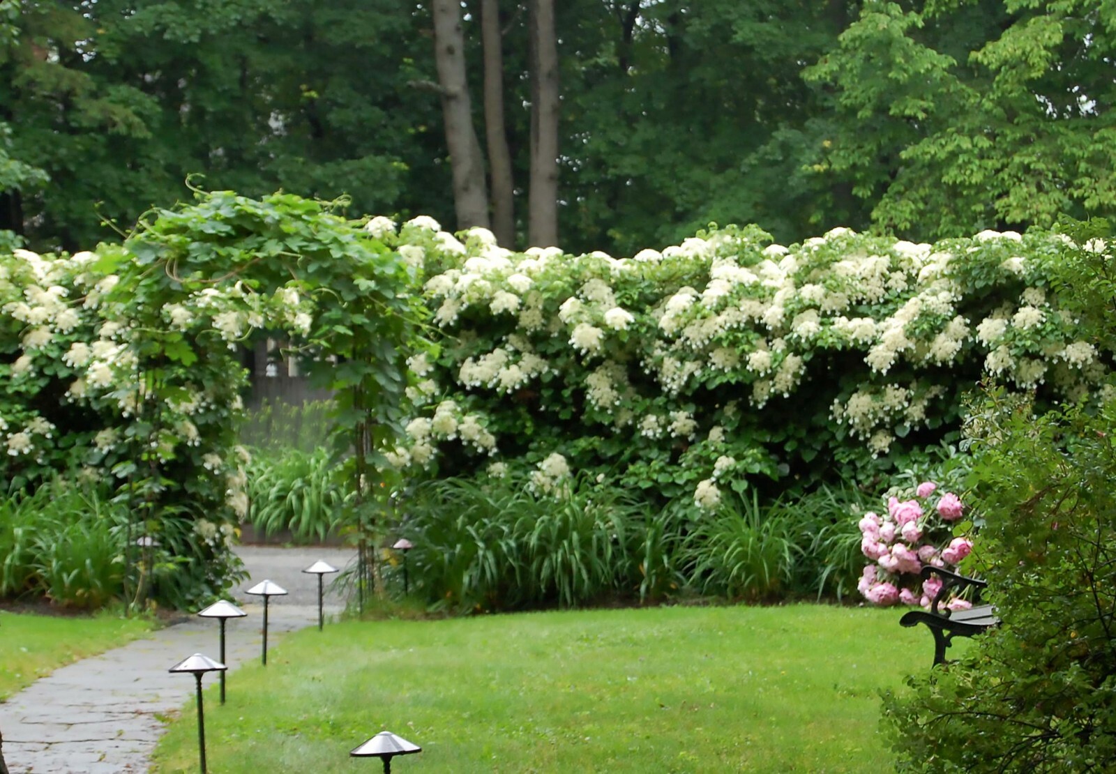 Climbing Hydrangea (Hydrangea anomala) Petiolaris Vine Seeds