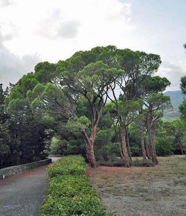 Pinus Pinea Italian Stone Pine 10 Seeds