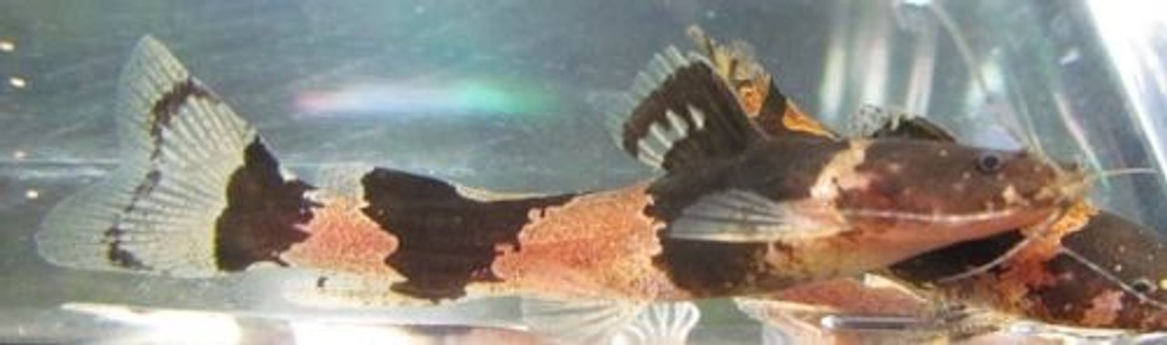 South American Bumblebee Catfish Live Aquarium Fish
