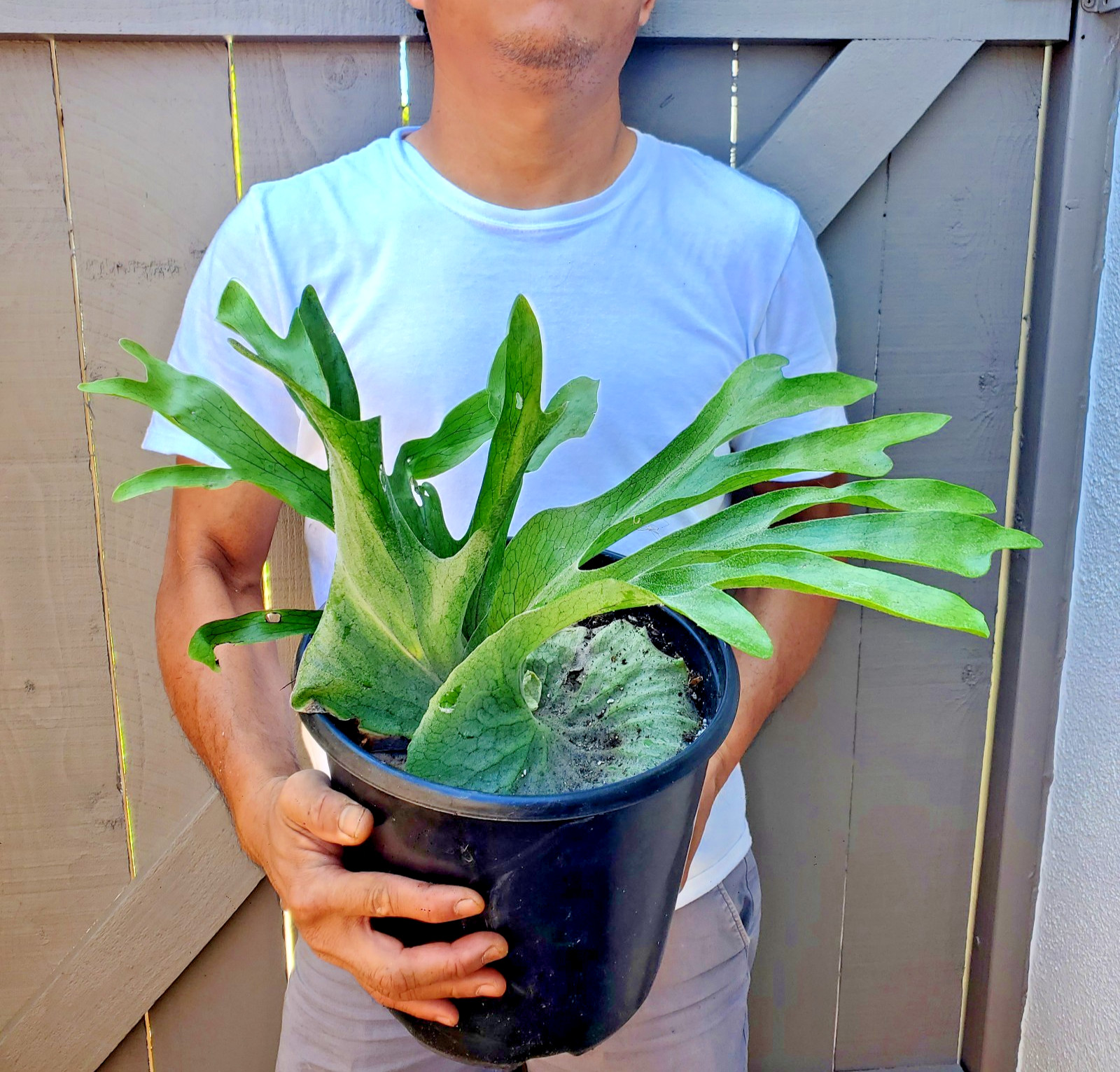 Staghorn Fern Plant (Platycerium Superbum)