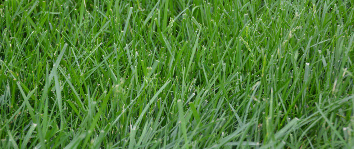 Kentucky 31 Tall Fescue Grass Seed, 1 Pound