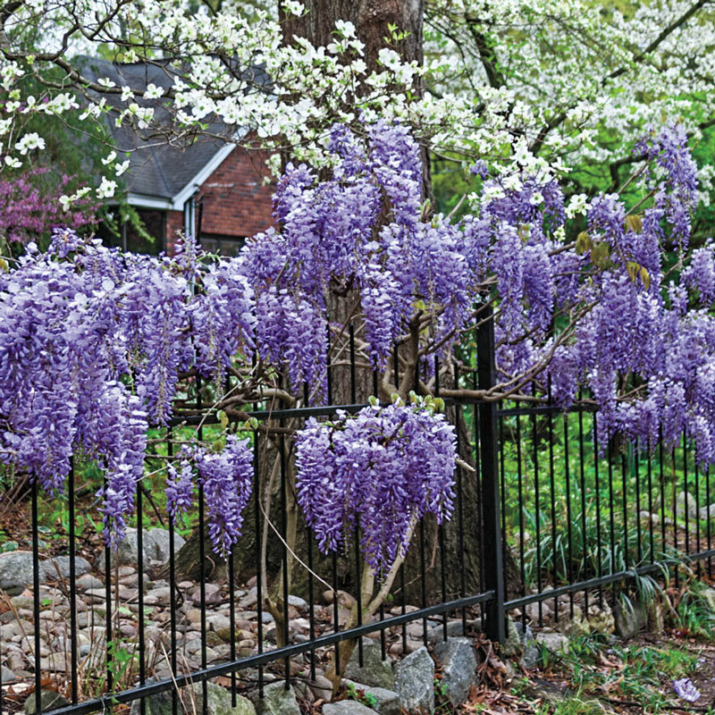 Exotic Chinese Wisteria Vine Seeds - Wisteria sinensis Bloom...