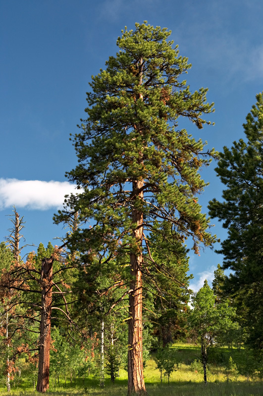 Ponderosa Pine, Pinus Ponderosa Tree Seeds — Fast, Hardy, Fr...