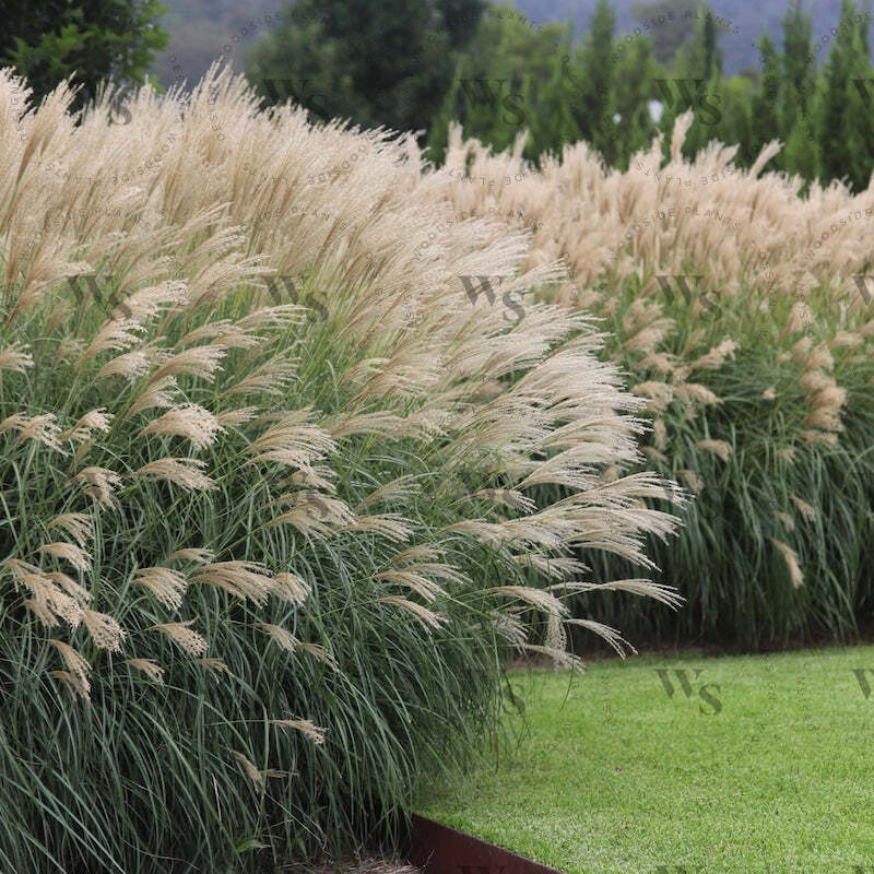 Maiden Grass Seeds — Miscanthus Sinensis Gracillimus