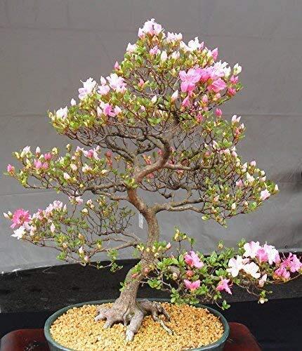 Japanese Cherry Blossom Bonsai Seeds - 10 Flowering Sakura S...