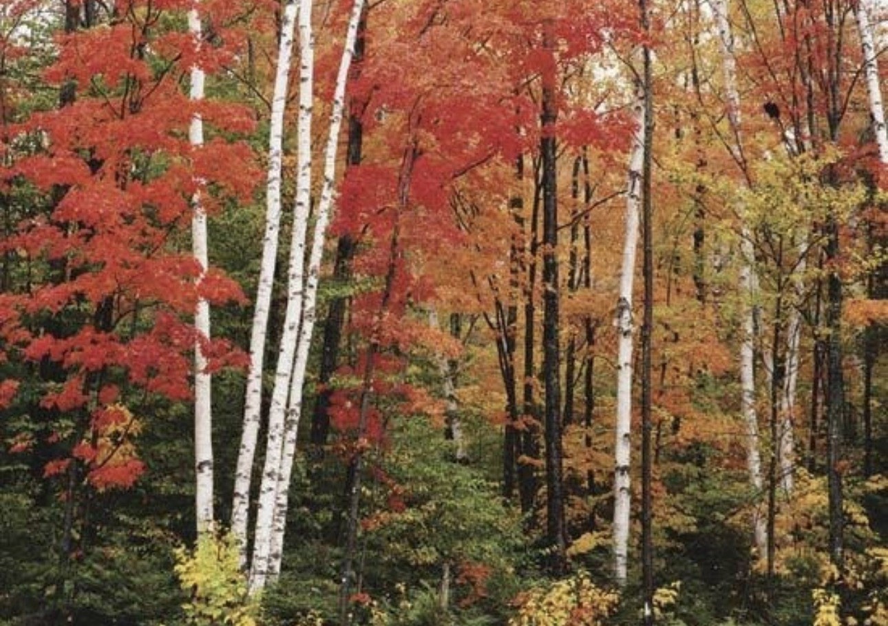 Paper Birch (Betula Papyrifera) Tree Seeds — Fast, Hardy, Fa...