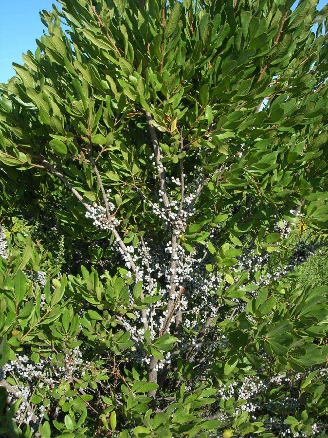 Bayberry Seeds - Myrica Pennsylvanica (Northern Bayberry), F...