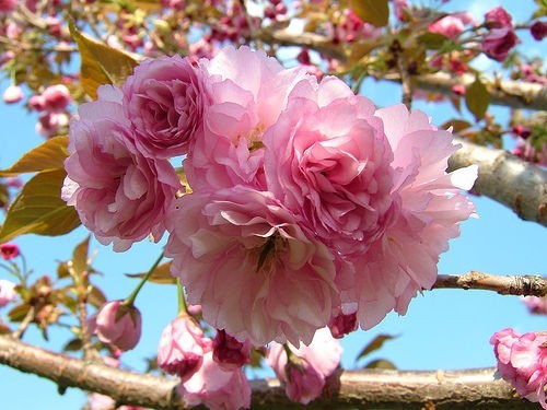 Kwanzan Flowering Cherry Tree, 2.5" Pot (Set of 2)