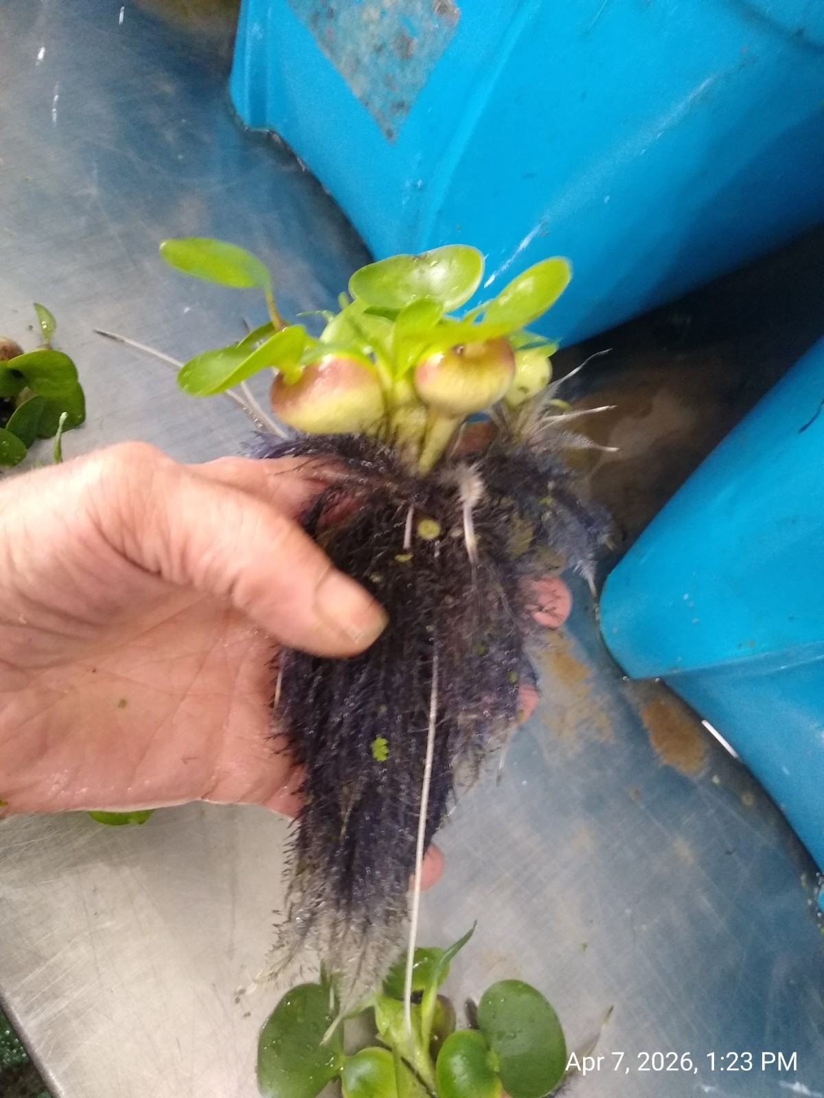 Water Hyacinth Pond Plants – 25 Bulbs, 100% Organic Grown