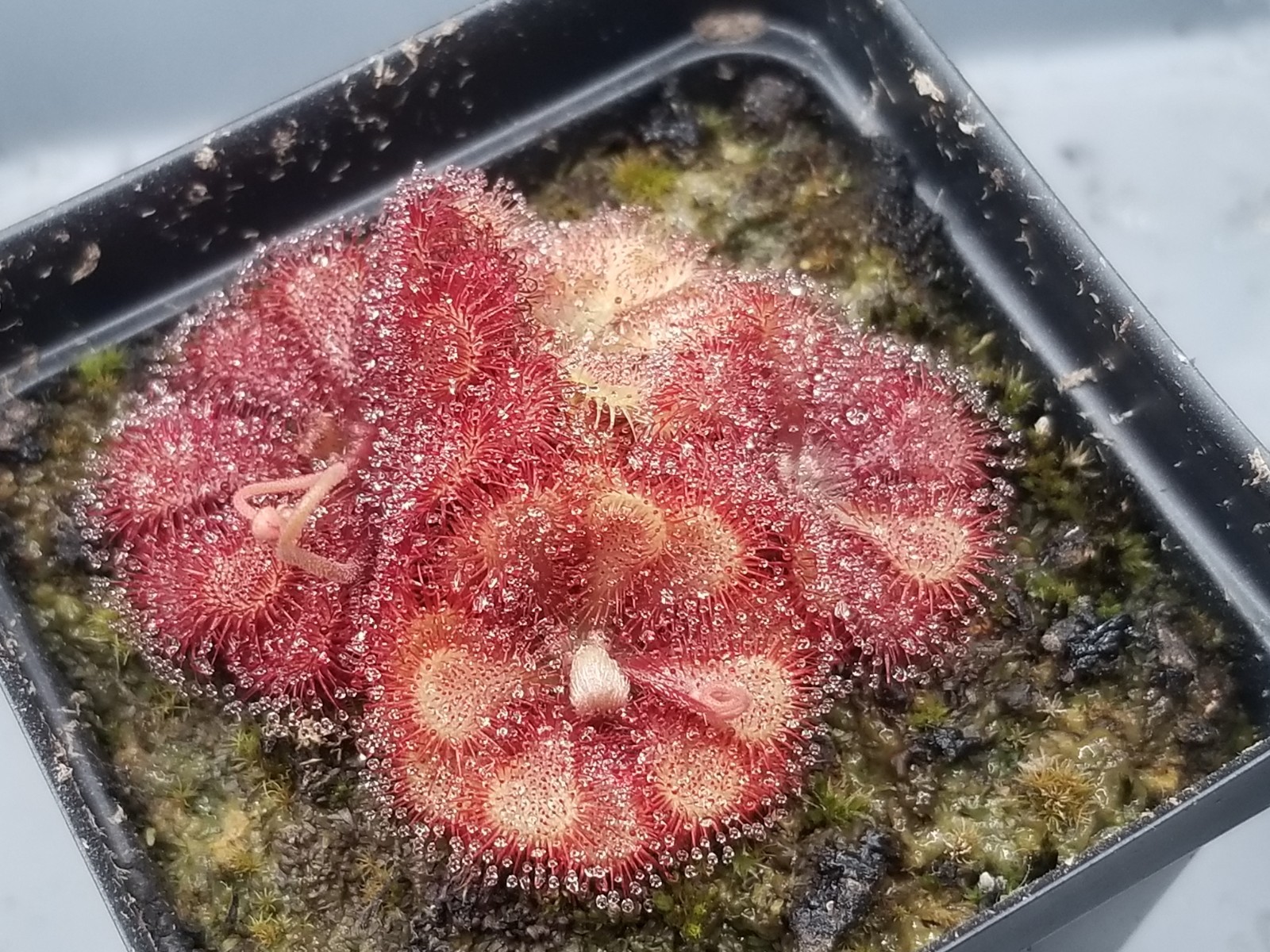 Drosera natalensis Seeds - Carnivorous Sundew Plant