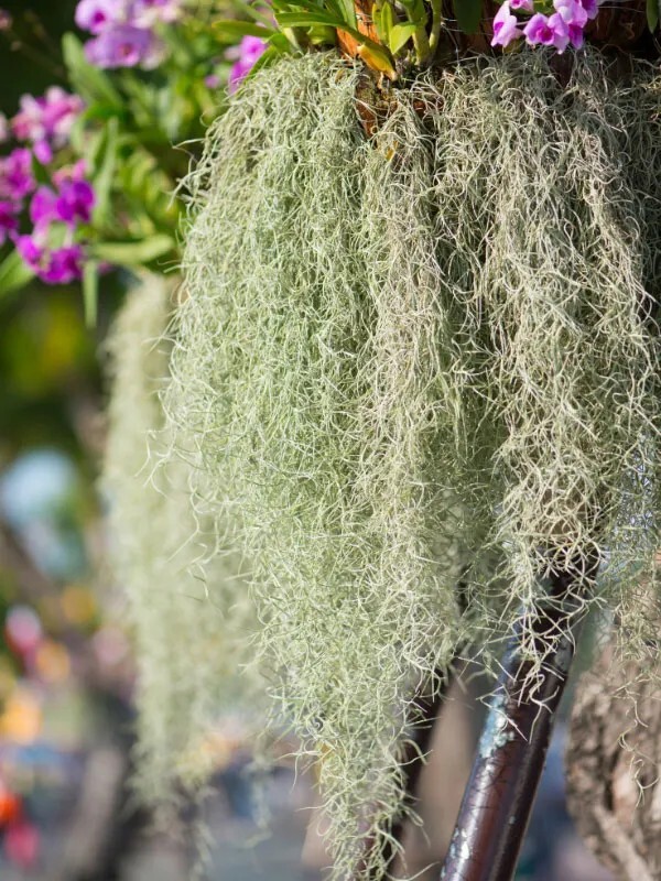 Spanish Moss Tillandsia Usneoides Hanging Live Air Plant