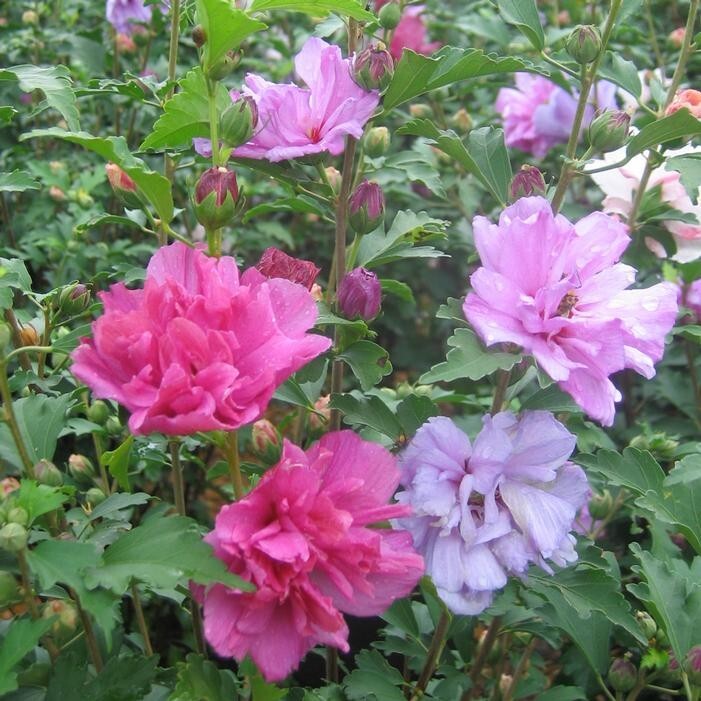 Rose of Sharon Hibiscus Althea Mixed Colors, 3 Live Plants,...