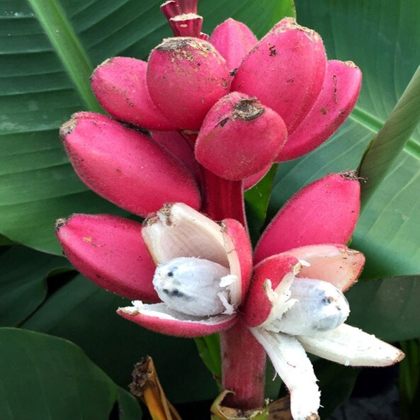 Dwarf Pink Banana Tree Fruit Plant Seeds (Musa velu.) - Rare...